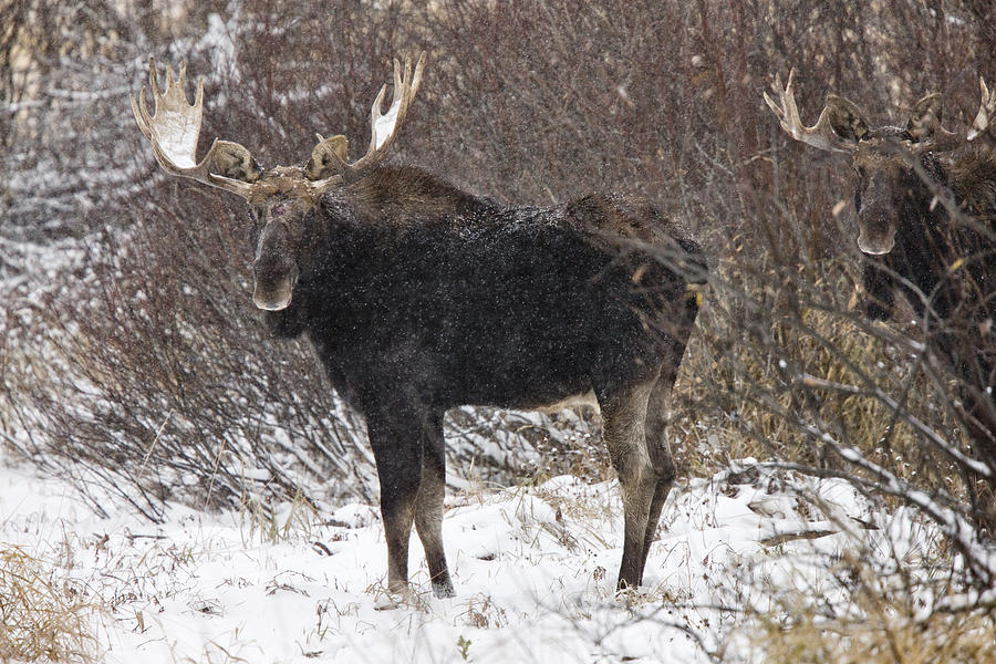 Bull Moose in Winter #2 Digital Art by Mark Duffy