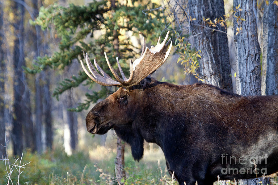 Bull Moose #2 Photograph by Rodney Cammauf
