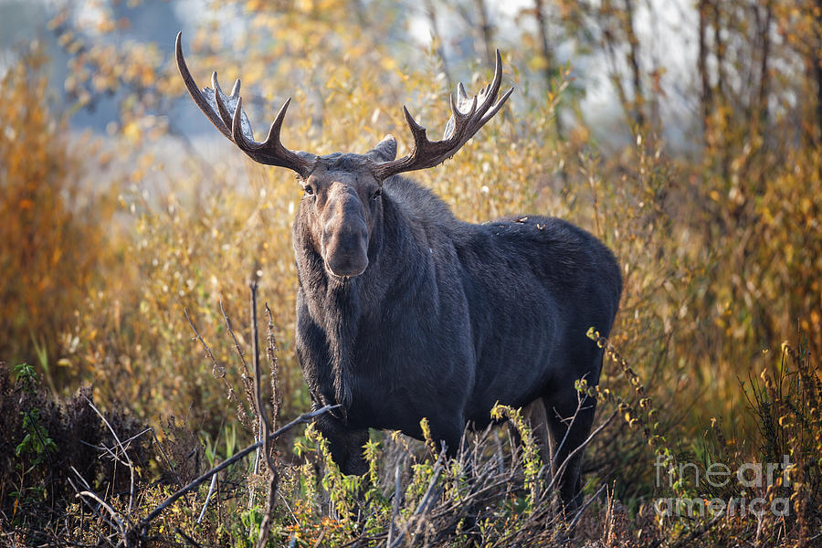 Bull Moose Photograph by Ronald Lutz