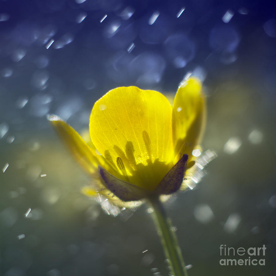Buttercup In The Rain #2 Photograph by Ang El