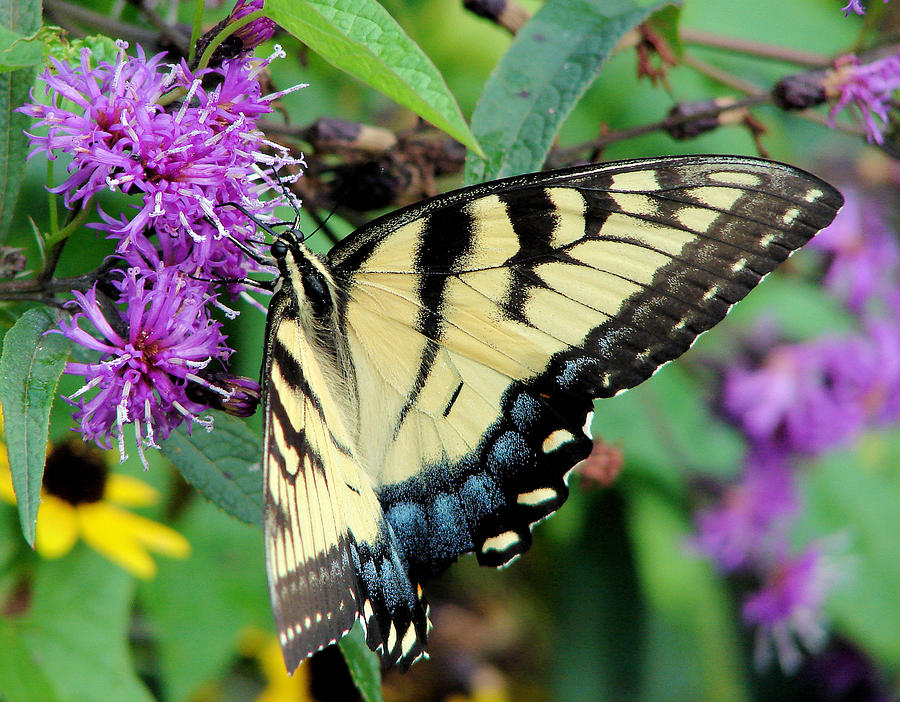 Butterfly Photograph by Brian Stevens - Fine Art America