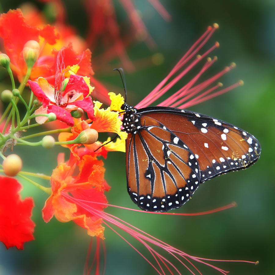 Butterfly Garden #2 Photograph by Joseph G Holland