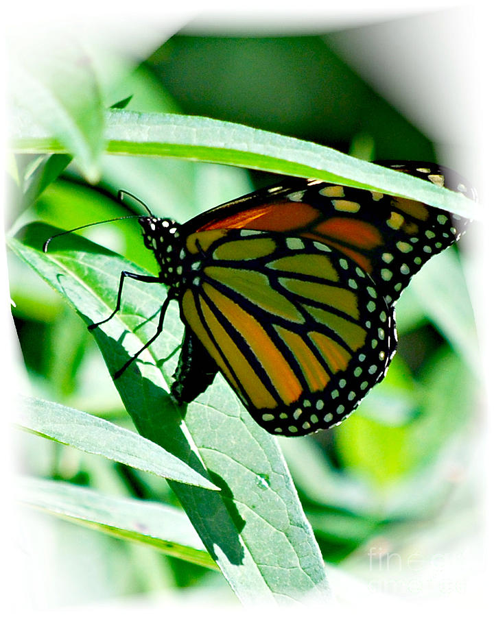 Butterfly Life Cycle Begins Again #2 Photograph by Lila Fisher-Wenzel