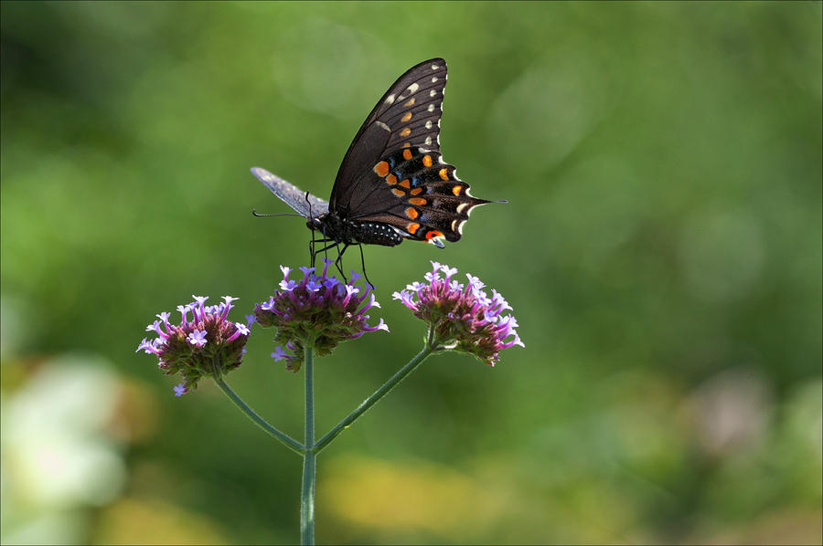 Butterfly #2 Photograph by Robert Ullmann