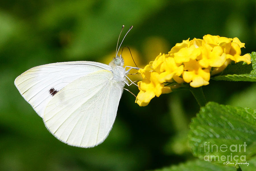Butterfly #2 Photograph by Steve Javorsky