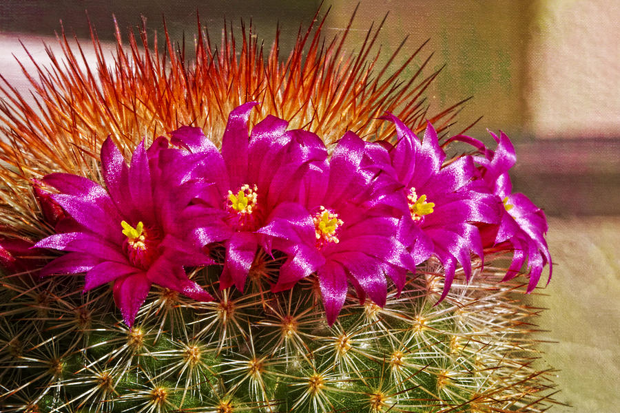 Cactus Crown Photograph