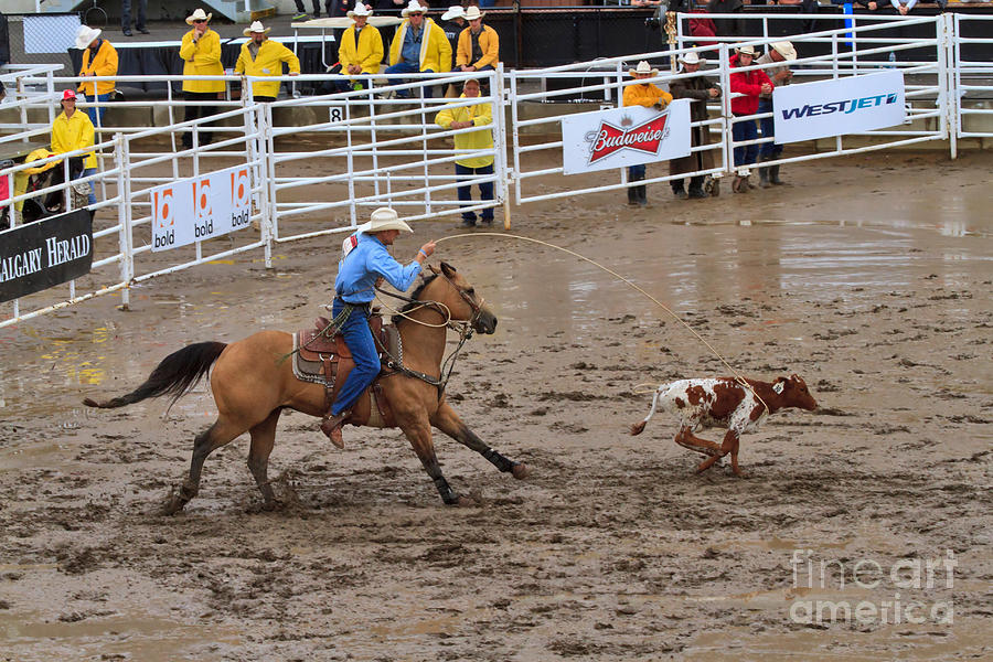 Horse Photograph - Calf Roping at the Calgary Stampede #2 by Louise Heusinkveld