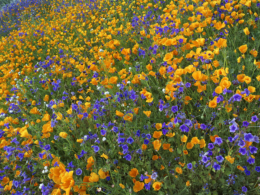 California Poppy And Desert Bluebell #2 Photograph by Tim Fitzharris