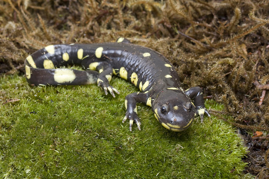 California Tiger Salamander  Monterey #2 Photograph by Sebastian Kennerknecht
