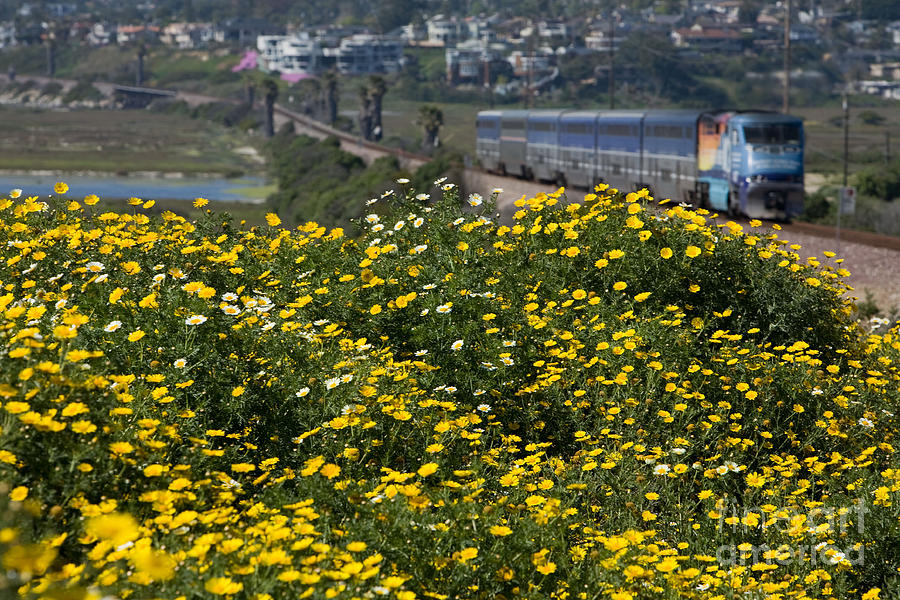 California wildflowers #2 Photograph by Daniel  Knighton