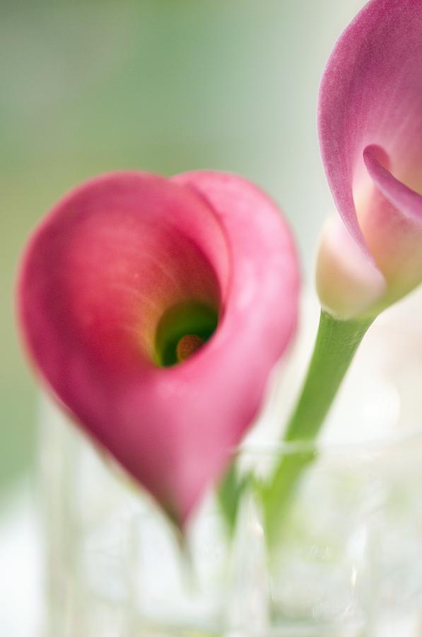 Vase Photograph - Calla Lily (zantedeschia Aethiopica) #2 by Maria Mosolova