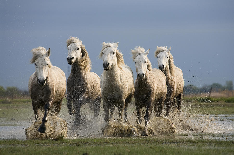 Camargue Horse Equus Caballus Group #2 Photograph by Konrad Wothe
