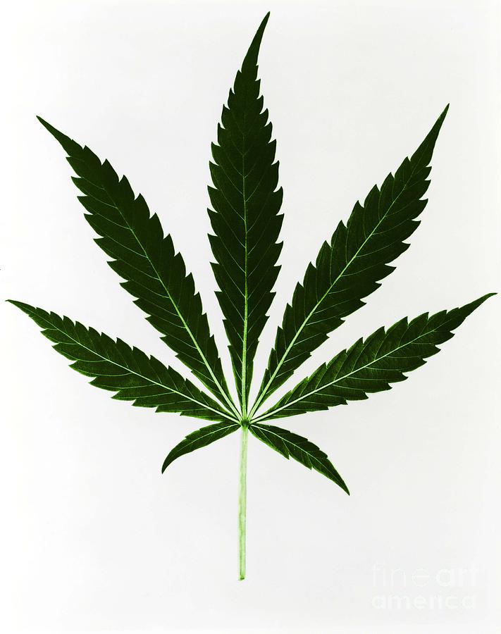 Cannabis Sativa-Marijuana Leaf #5 Photograph by Science Source