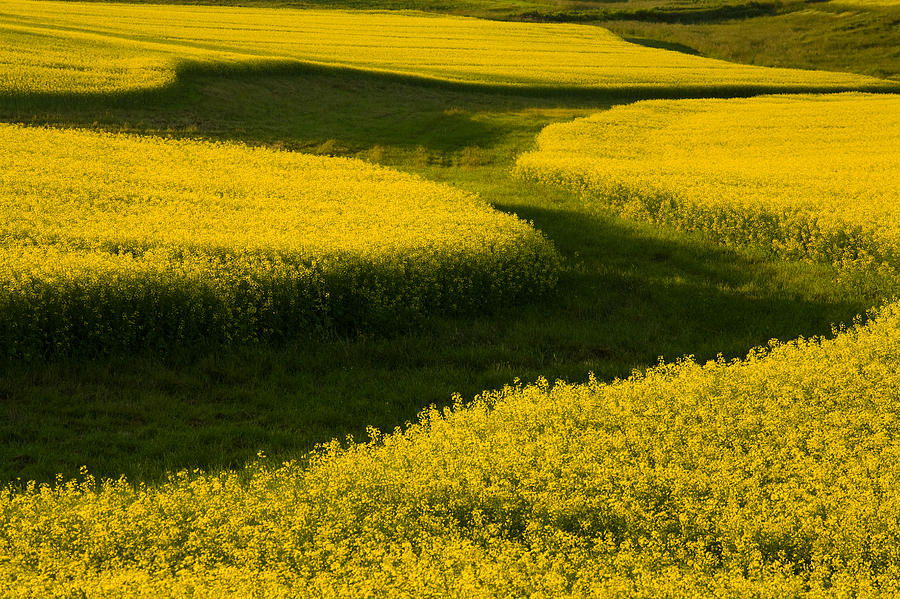 Canola Field, Darlington, Prince Edward Photograph by John Sylvester ...