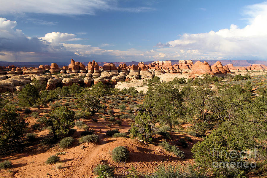 Canyonlands Needles District #2 Photograph by Adam Jewell
