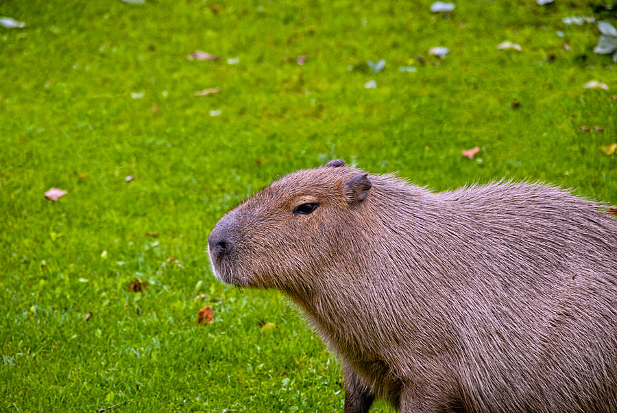 Capybara Photograph by Design Windmill - Fine Art America