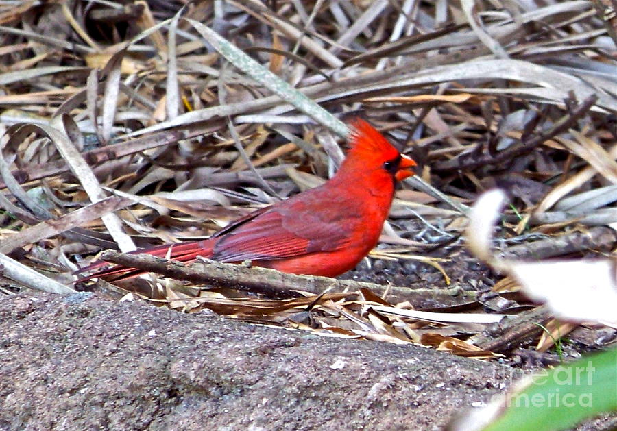 Cardinal #2 Photograph by Carol  Bradley