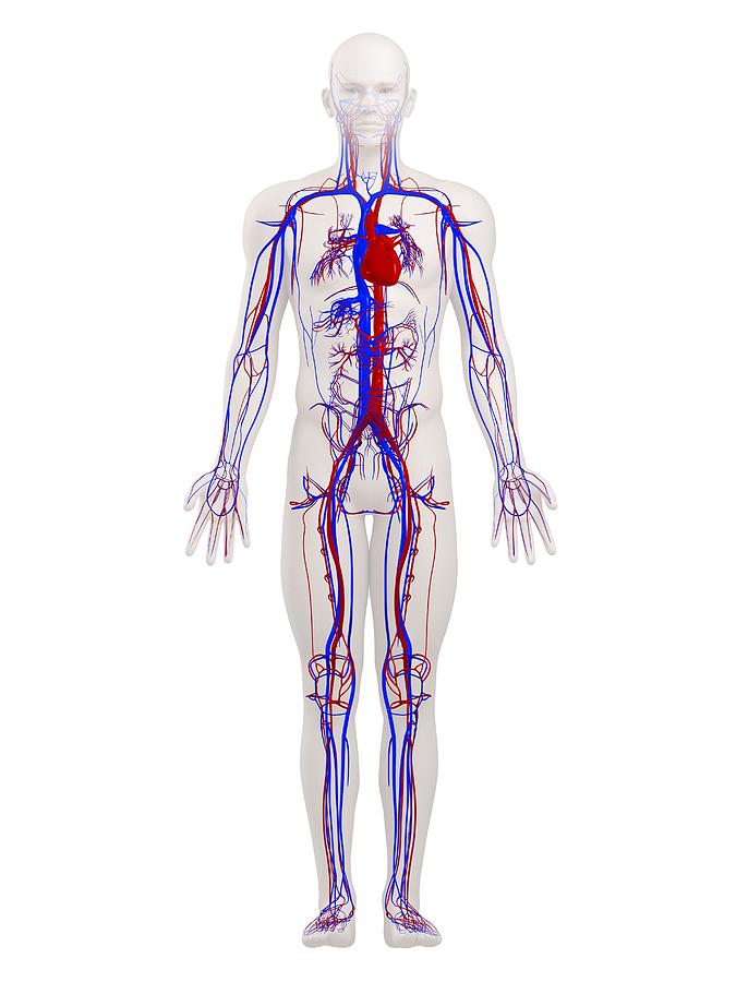 Cardiovascular System, Artwork Photograph by Sciepro - Fine Art America