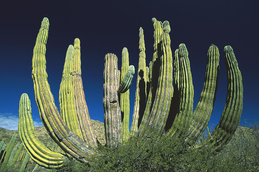 Cardon Pachycereus Pringlei Cactus #2 Photograph by Konrad Wothe