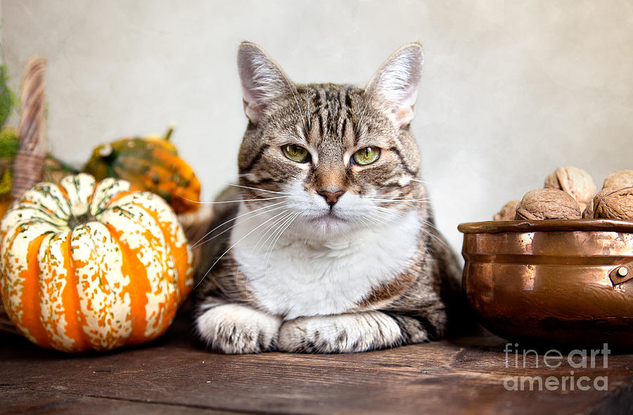 Cat And Pumpkins Photograph