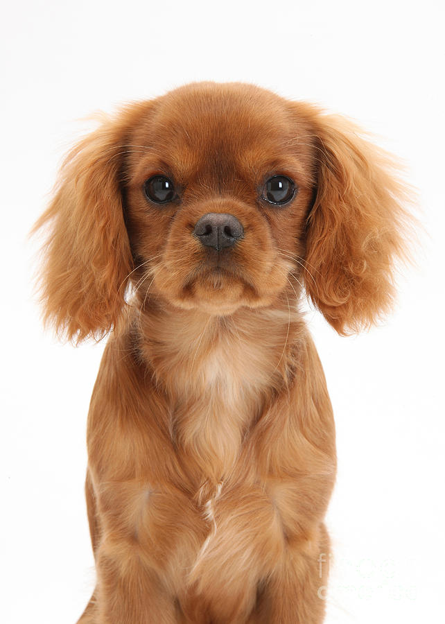 Cavalier King Charles Spaniel Puppy #2 Photograph by Mark Taylor