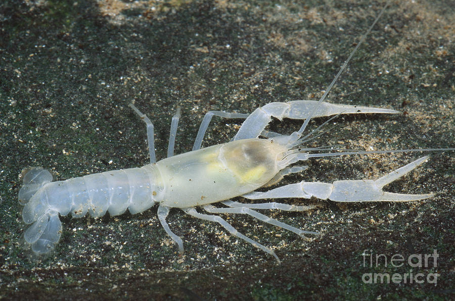 Cave Crayfish #2 Photograph by Dante Fenolio