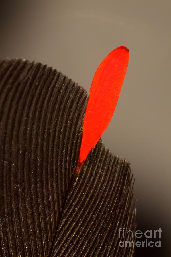 Cedar Waxwing Feather #2 Photograph by Ted Kinsman