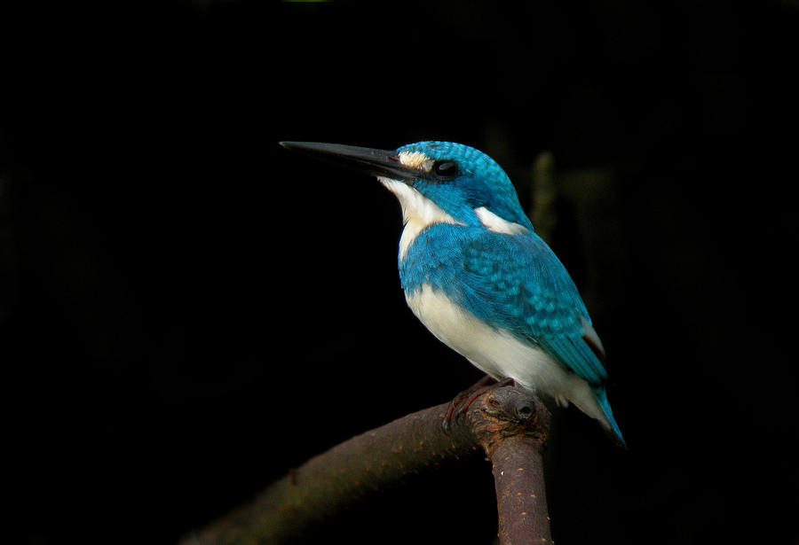 Cerulean kingfisher #2 Photograph by Perry Van Munster