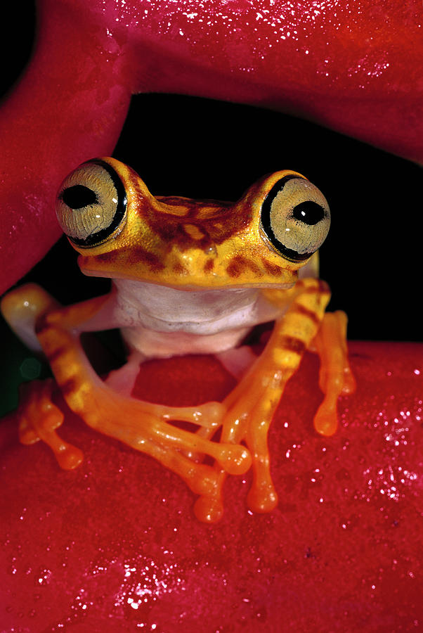 Chachi Tree Frog Hyla Picturata #2 Photograph by Pete Oxford