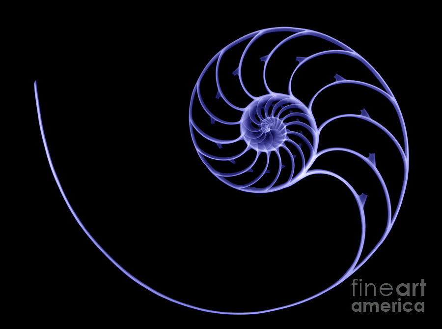 Nature Photograph - Chambered Nautilus #1 by Ted Kinsman