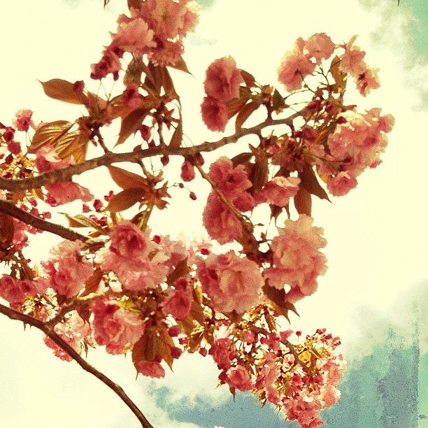 Spring Photograph - Cherry Blossoms #2 by Natasha Marco