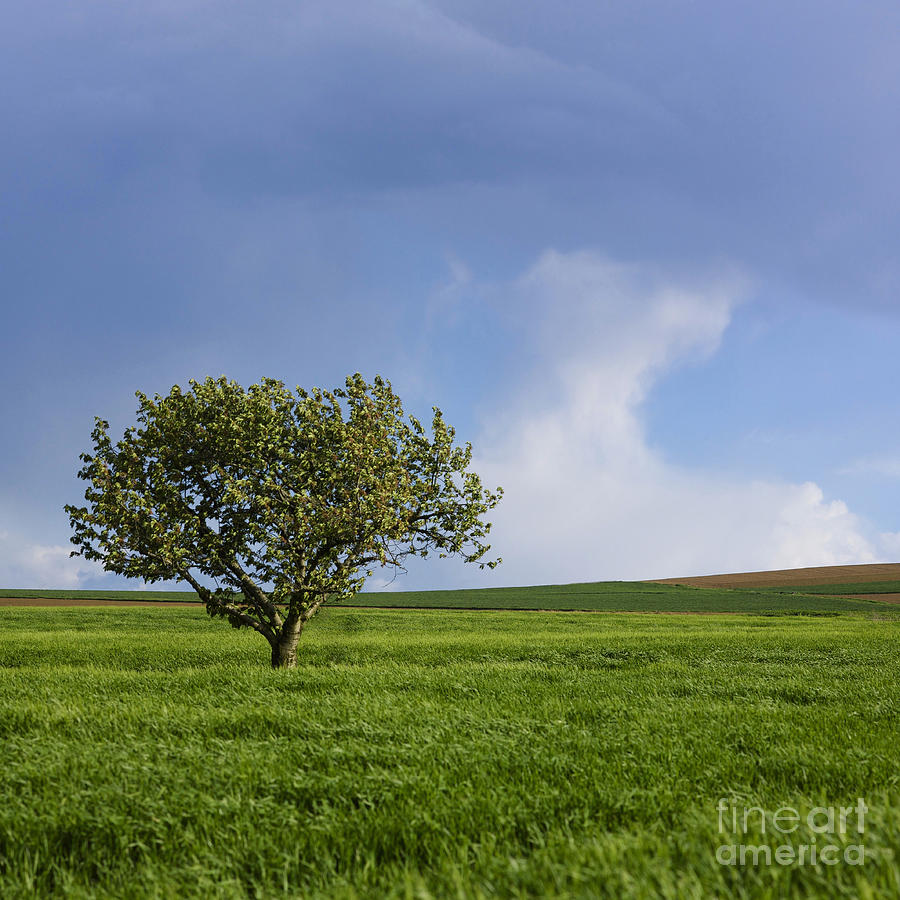 Tree Photograph - Cherry tree #2 by Bernard Jaubert