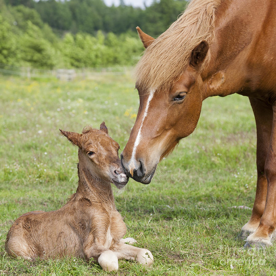 newborn horse