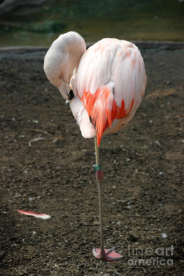 Chilean Flamingo #2 Photograph by Henrik Lehnerer