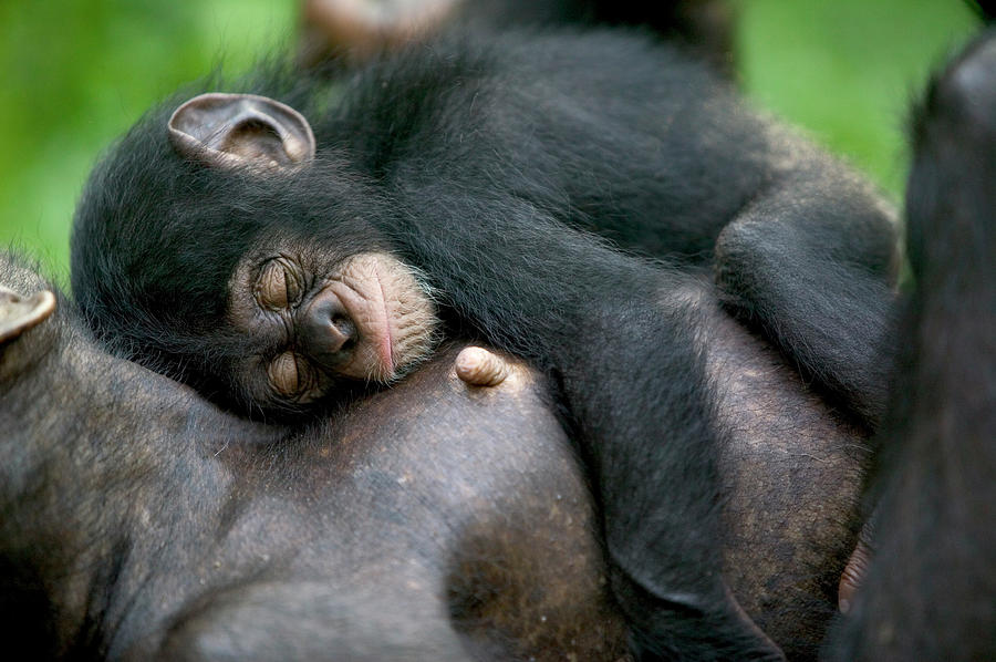 Chimpanzee Pan Troglodytes Adult Female Photograph by Cyril Ruoso
