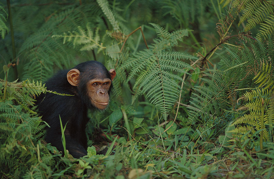 Chimpanzee on Forest Floor Photograph by Cyril Ruoso