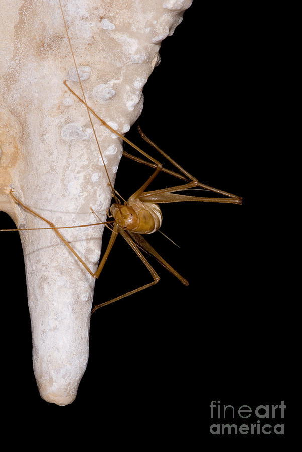 Chinese Cave Cricket #2 Photograph by Dant Fenolio