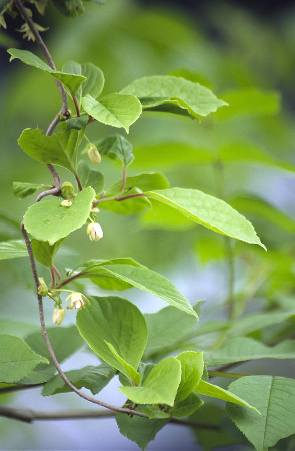 Chinese Schisandra (schisandra Chinensis) Photograph By Dr. Nick ...