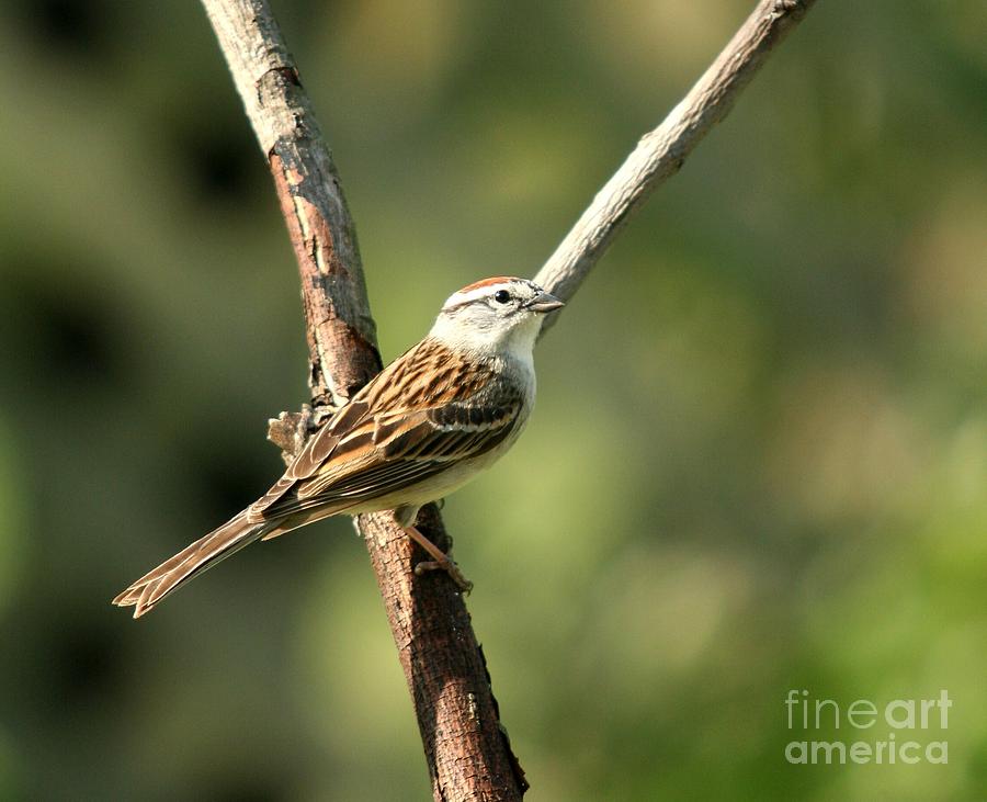 Chipping Sparrow #2 Photograph by Jack R Brock
