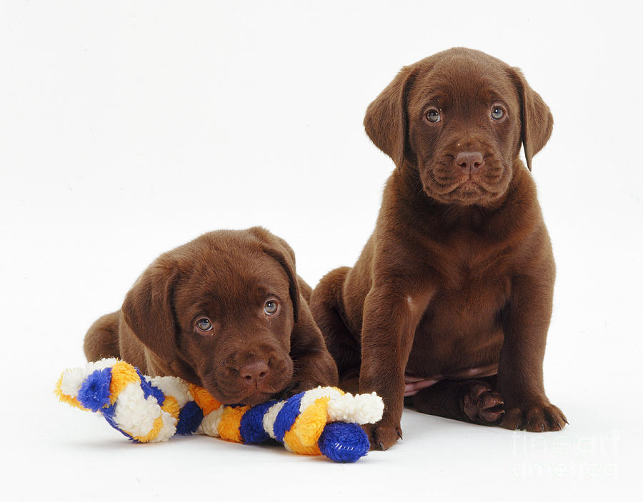 Chocolate Labrador Retriever Puppies Photograph by Jane Burton - Fine ...