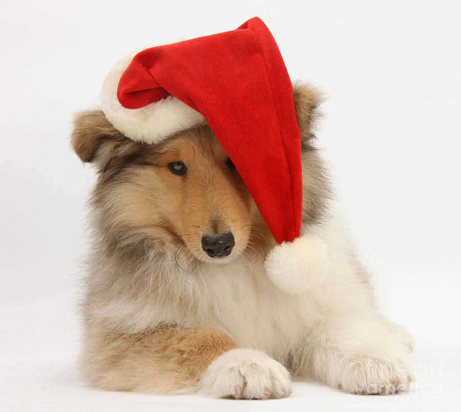 Christmas Collie #2 Photograph by Mark Taylor