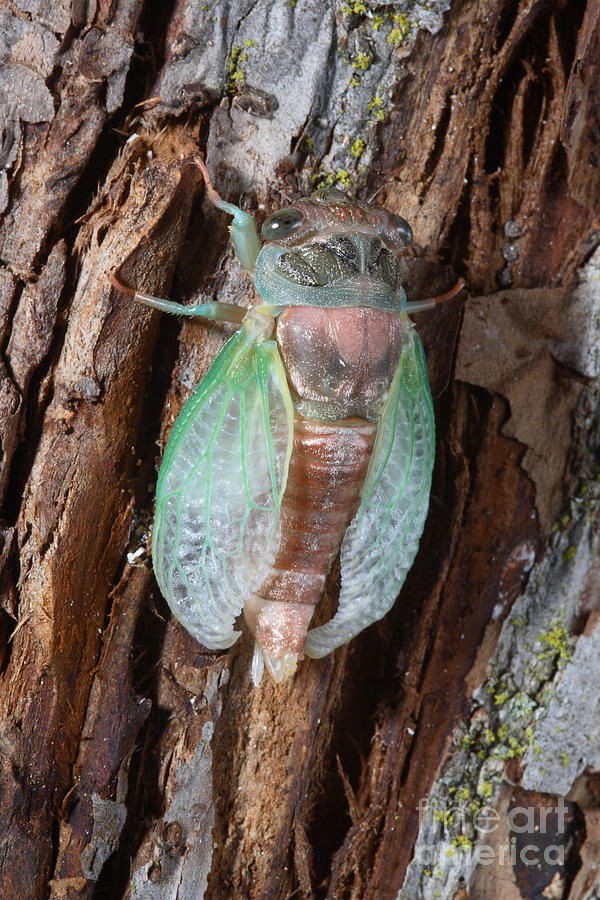 Animal Photograph - Cicada Metamorphosis #2 by Ted Kinsman