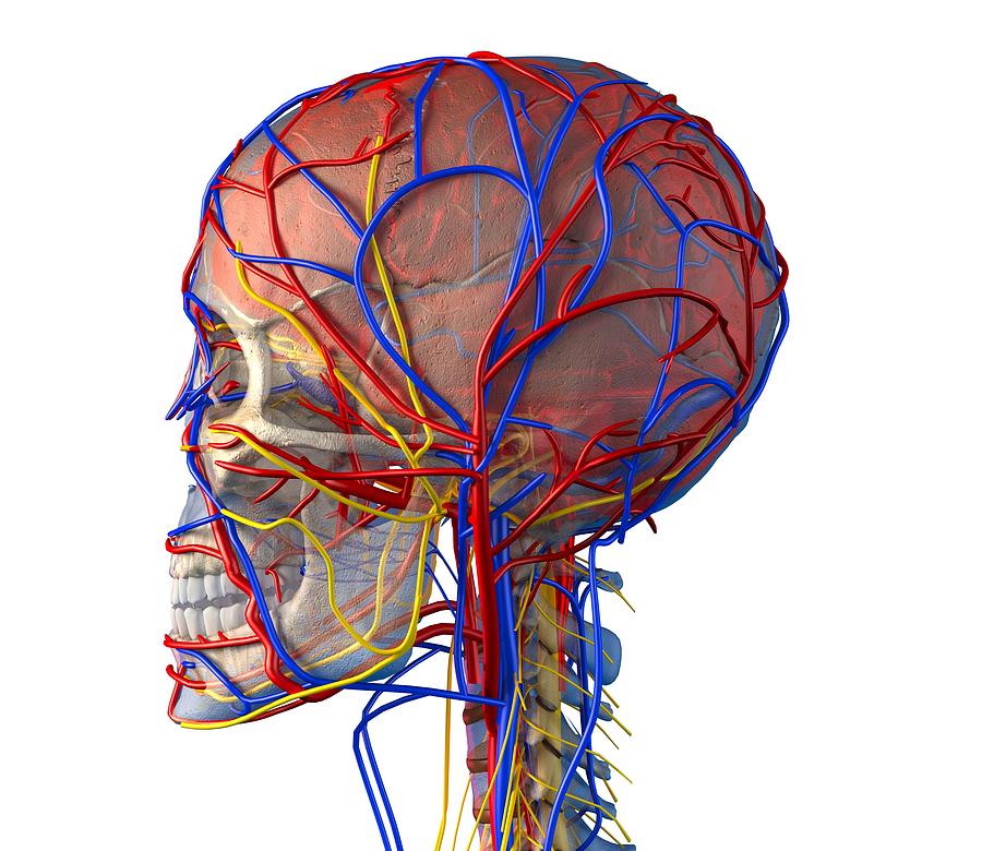 Circulatory System And Brain, Artwork Photograph by Roger Harris | Pixels