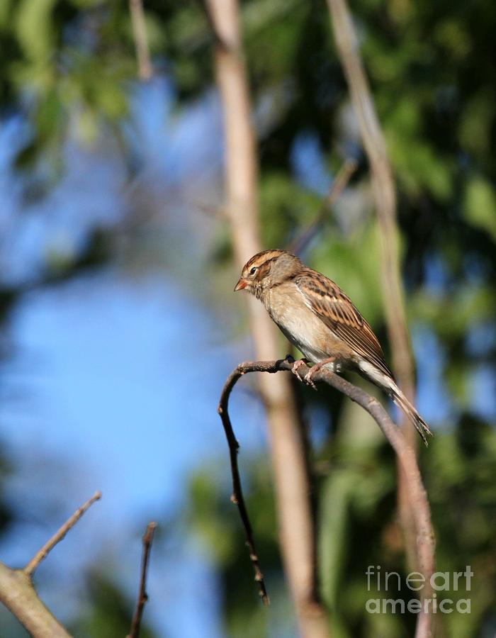 Clay-colored Sparrow #2 Photograph by Jack R Brock