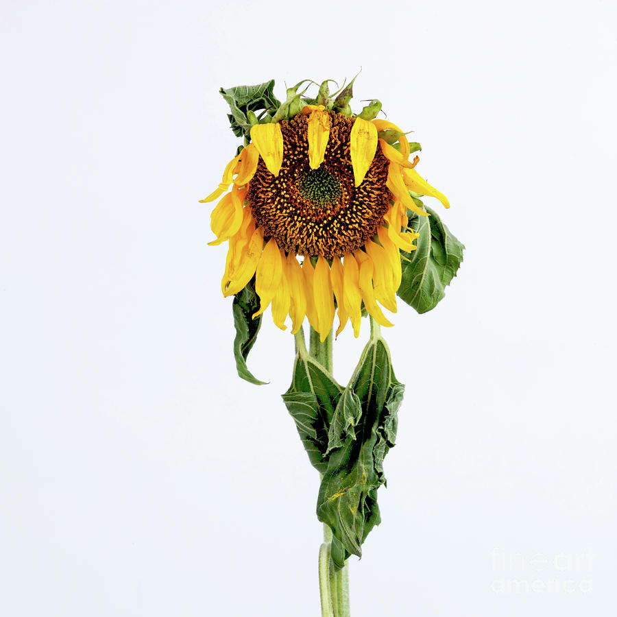 Sunflower Photograph - Close up of sunflower. #2 by Bernard Jaubert