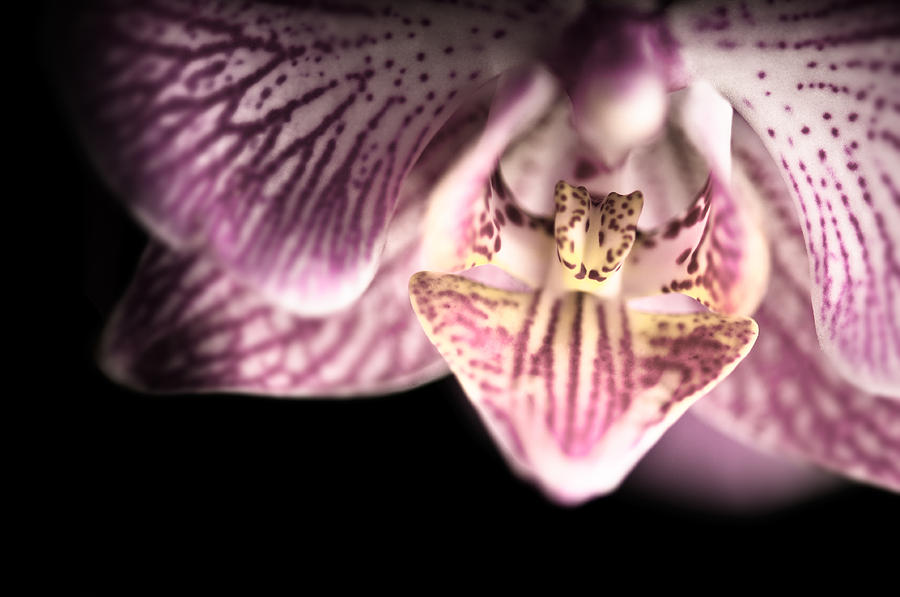 Close Up Shoot Of A Beautiful Orchid Blossom Photograph