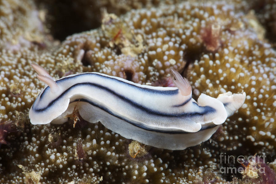 Close-up View Of A Nudibranch Feeding #2 Photograph by Terry Moore