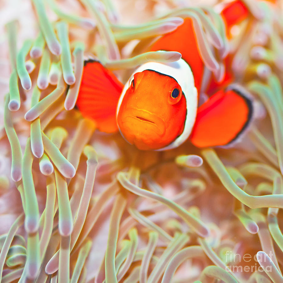Fish Photograph - Clownfish #2 by MotHaiBaPhoto Prints