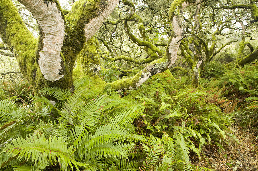 Coast Live Oak Trees And Sword Ferns #2 Photograph by Sebastian Kennerknecht