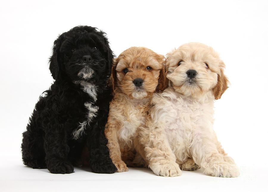 Cockerpoo Puppies Photograph by Mark Taylor - Fine Art America